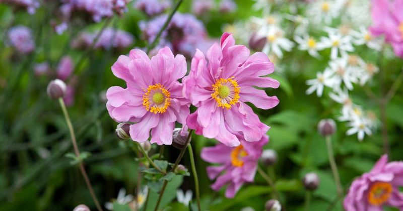 Japanese Anemones