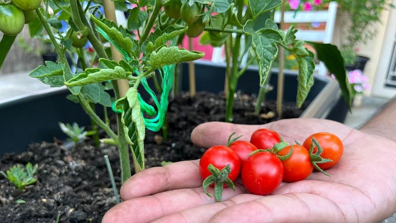 Organic Gardening Practices