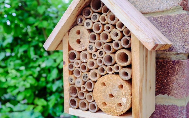 DIY Bee Hotels: Cozy Abodes for Solitary Bees
