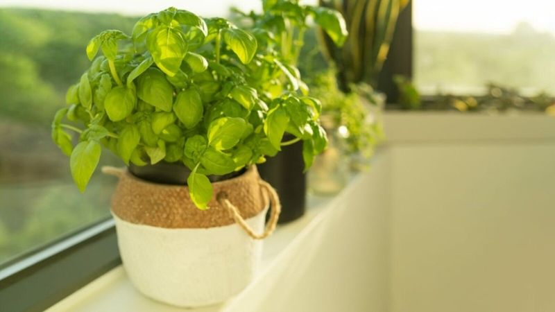 Provide Optimal Sunlight