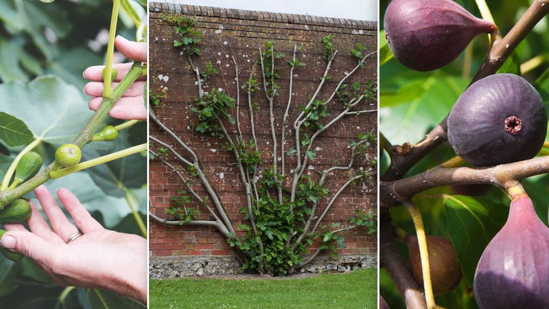 Optimal Planting Time