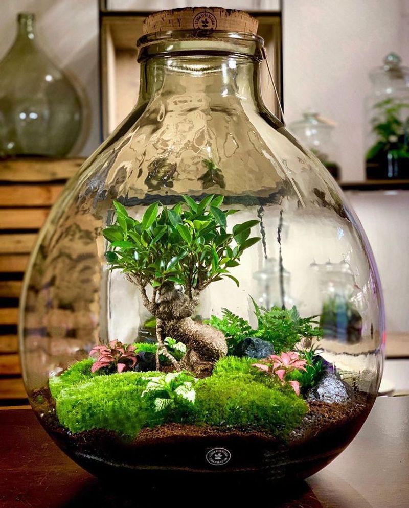 Plant Terrariums