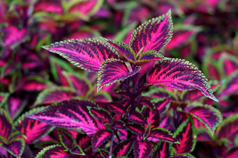 Coleus (Plectranthus scutellarioides)