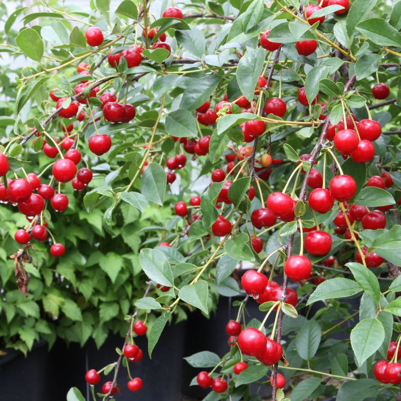 Cherry Bush (like Carmine Jewel)
