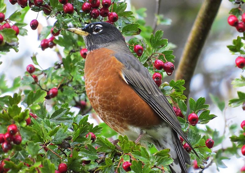Plant Berry-Producing Shrubs