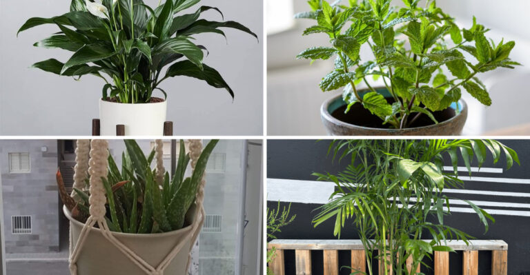 Shade, Wind, and Cramped Space? These 17 Plants Still Thrive on a Balcony