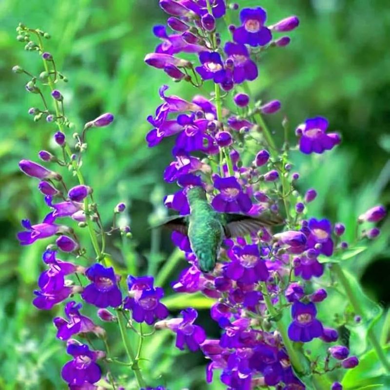 Penstemon