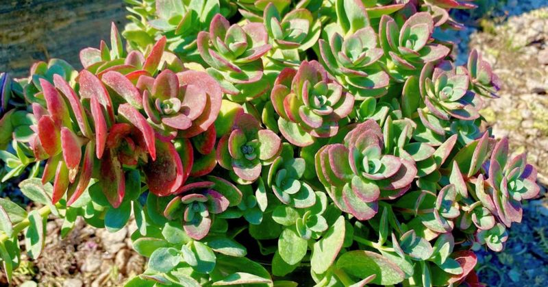 Sedum (Stonecrop)