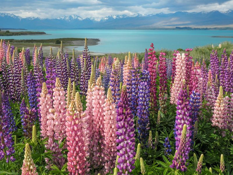 Lupine (Lupinus)