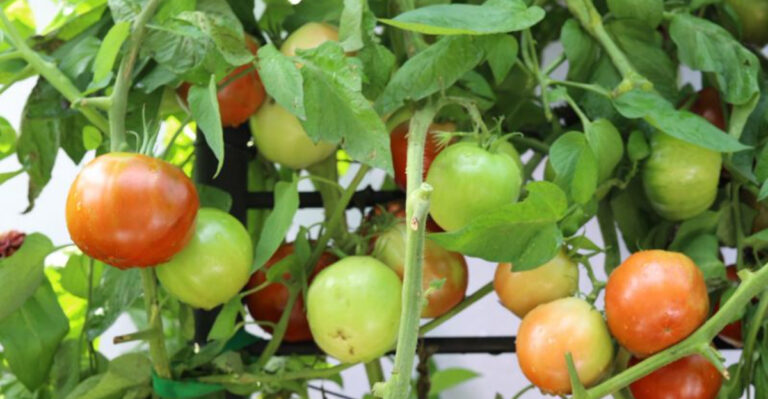 She Grew Tomatoes for 30 Years — Then Discovered This One Secret Changed Everything