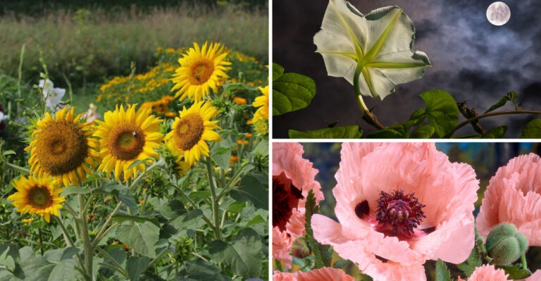 She Planted 31 Flowers Last Spring — Then Neighbors Discovered This Secret