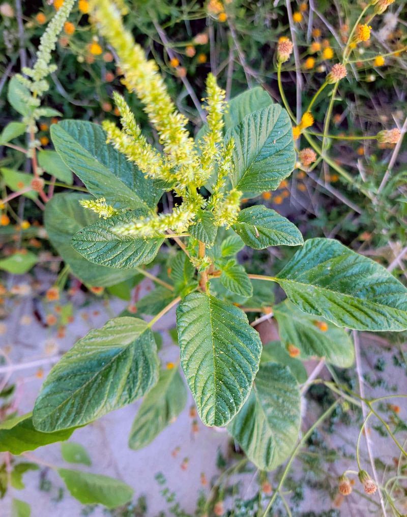 Wild Amaranth (Pigweed)