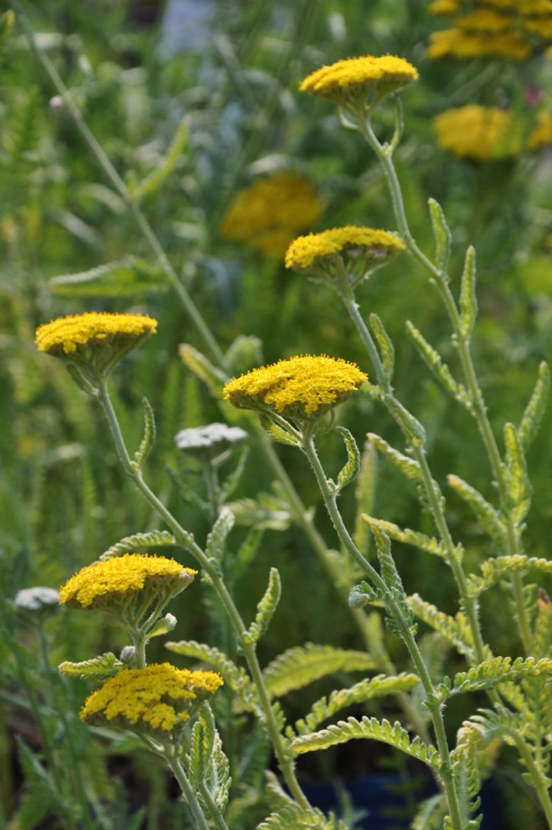 Yarrow