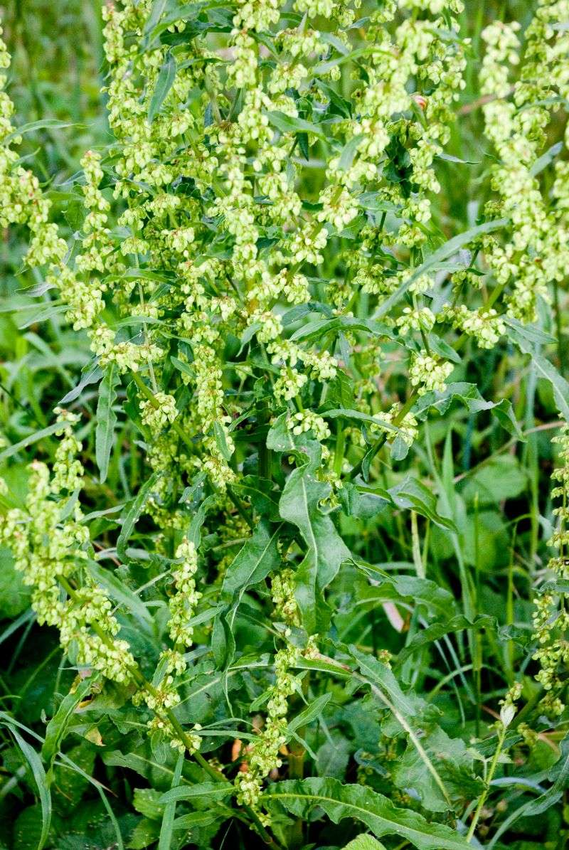 Dock (Rumex spp.)