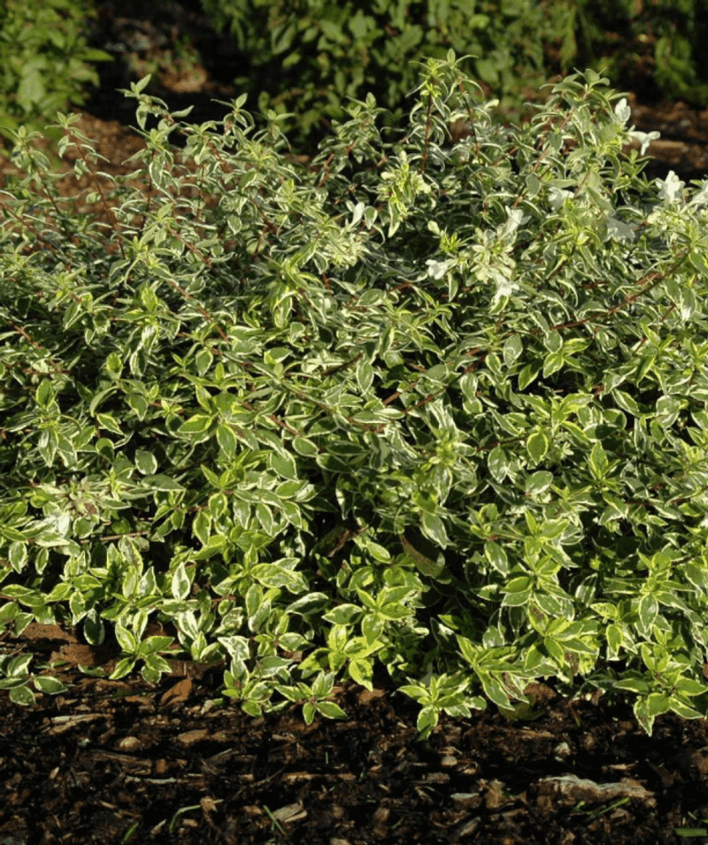 Radiance Abelia