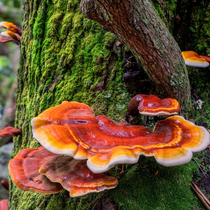Reishi (Ganoderma lucidum)