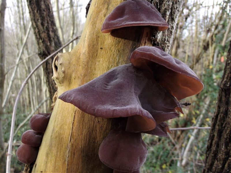 Wood Ear