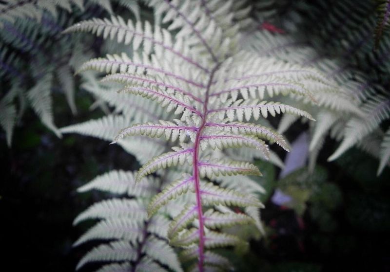 Skeletal Fern