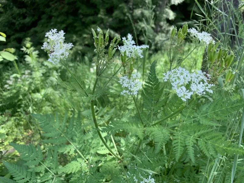 Sweet Cicely (Myrrhis odorata)