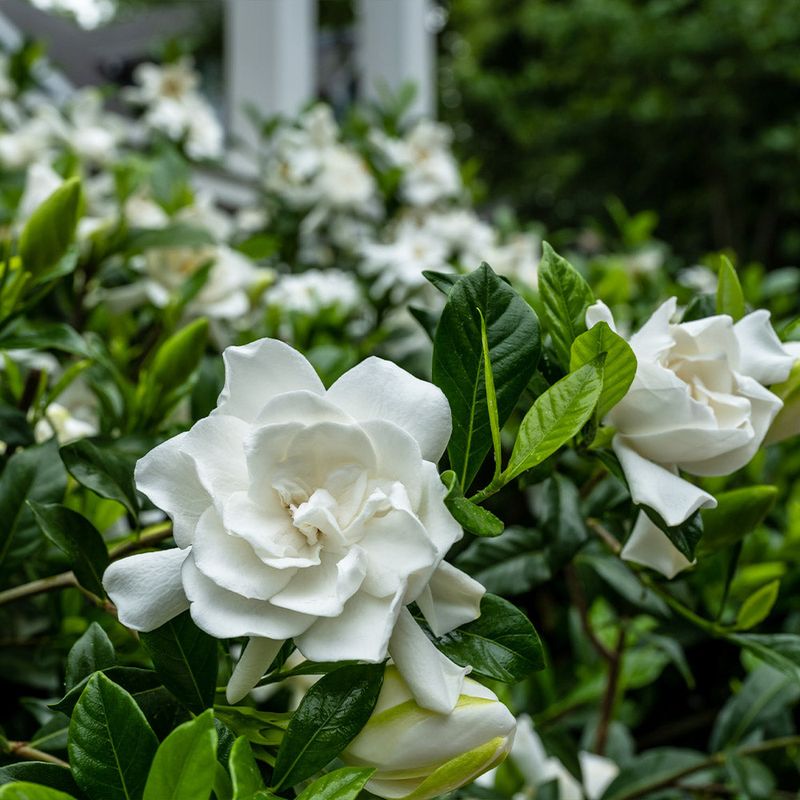 Snow White Gardenia