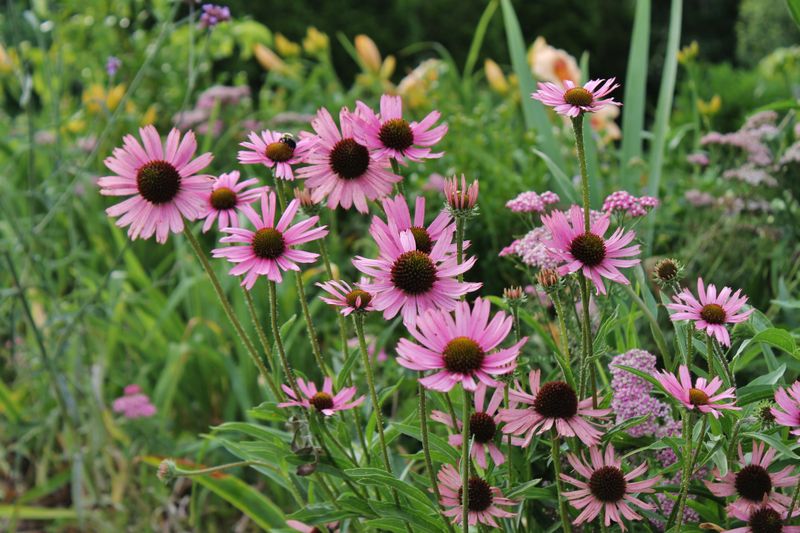 Tennessee Purple Coneflower (Echinacea tennesseensis)
