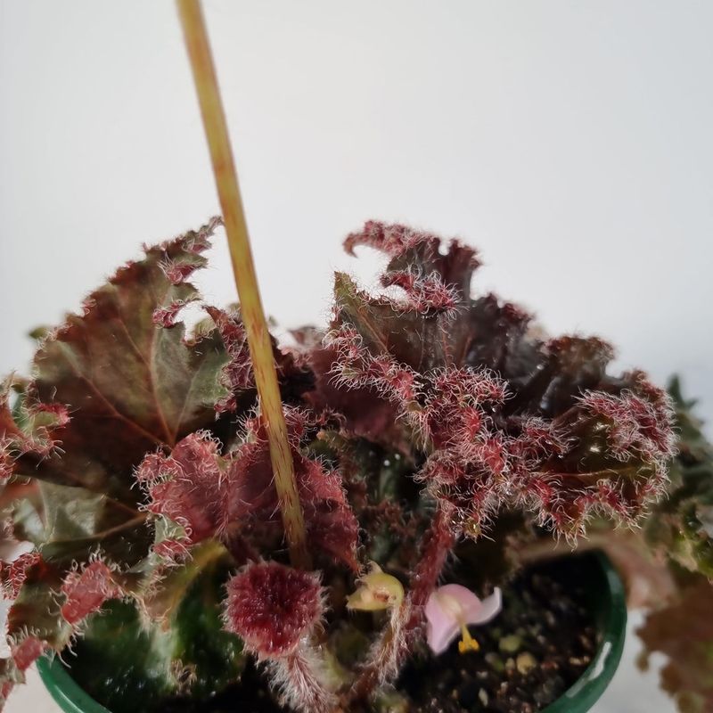 Hairy Begonia