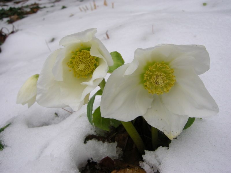 Hellebore