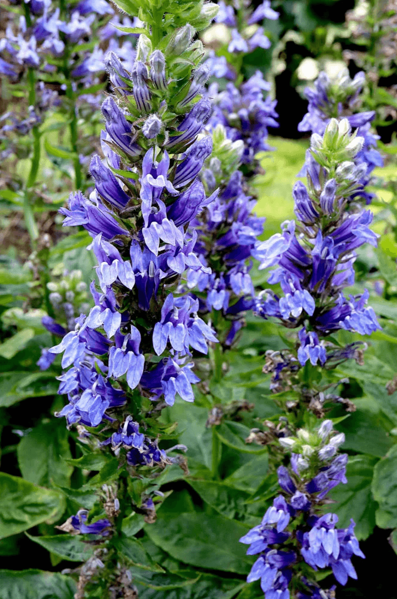 Lobelia