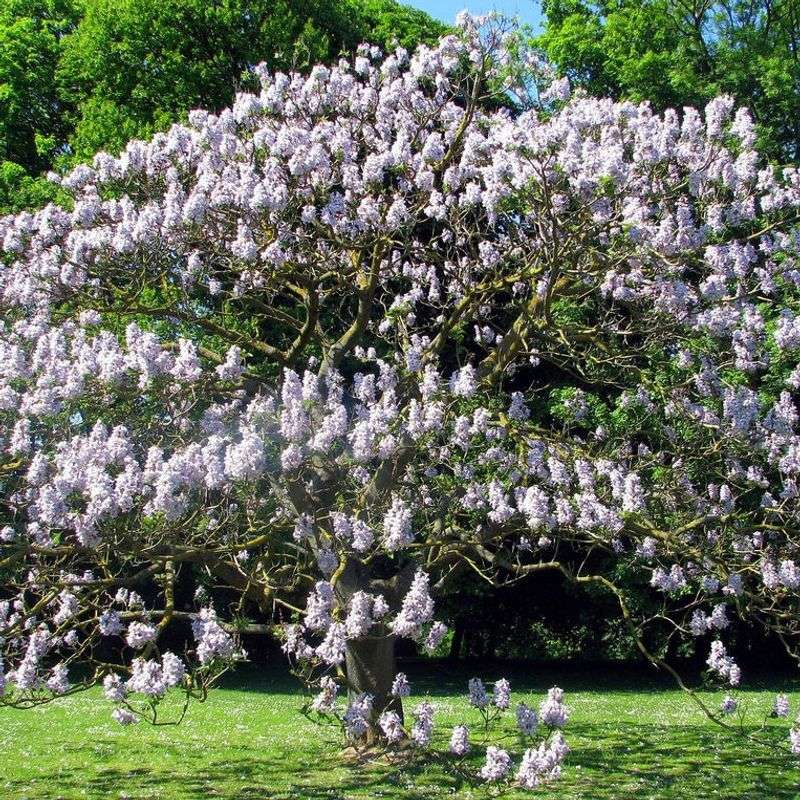 Paulownia (Empress Tree)