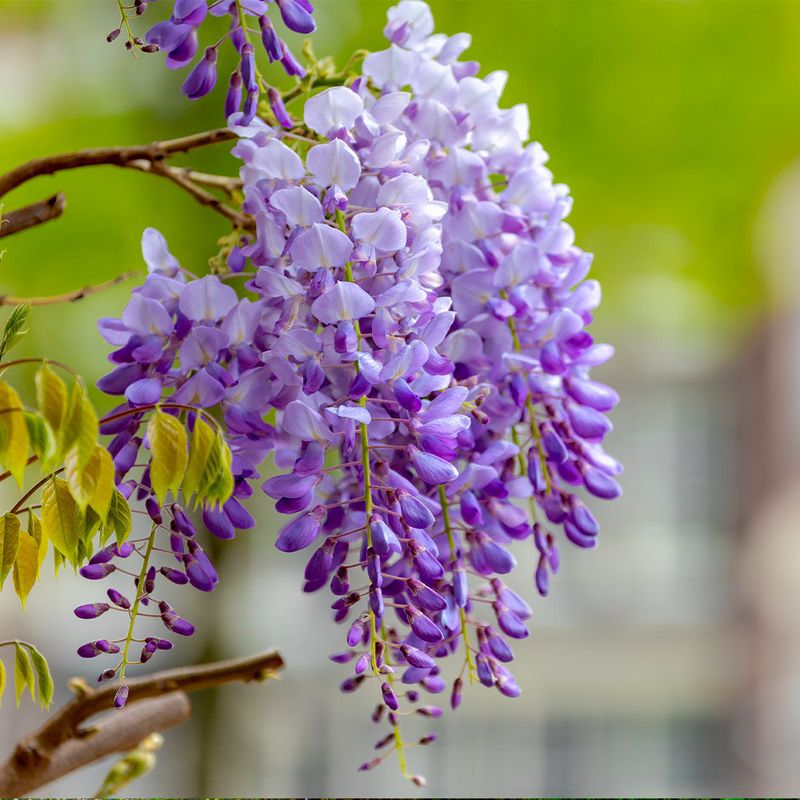 Chinese Wisteria