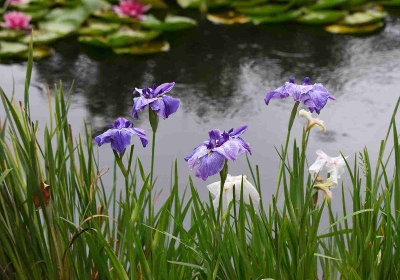 Japanese Iris
