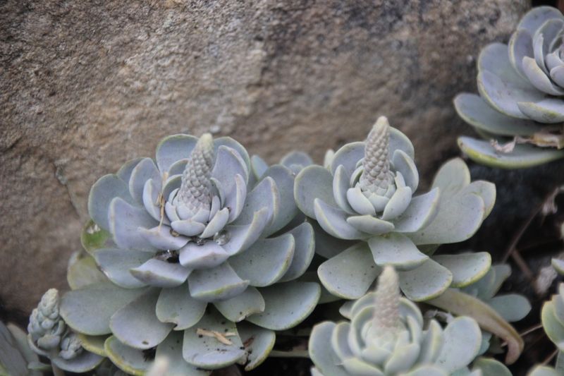 Orostachys iwarenge (Dunce’s Caps)