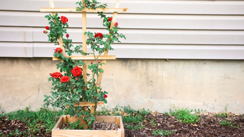 Skip: Climbing Roses