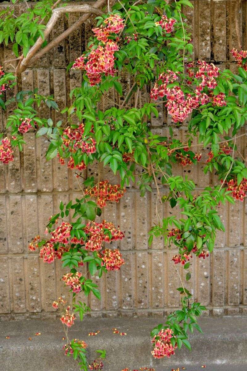 Skip: Trumpet Creeper