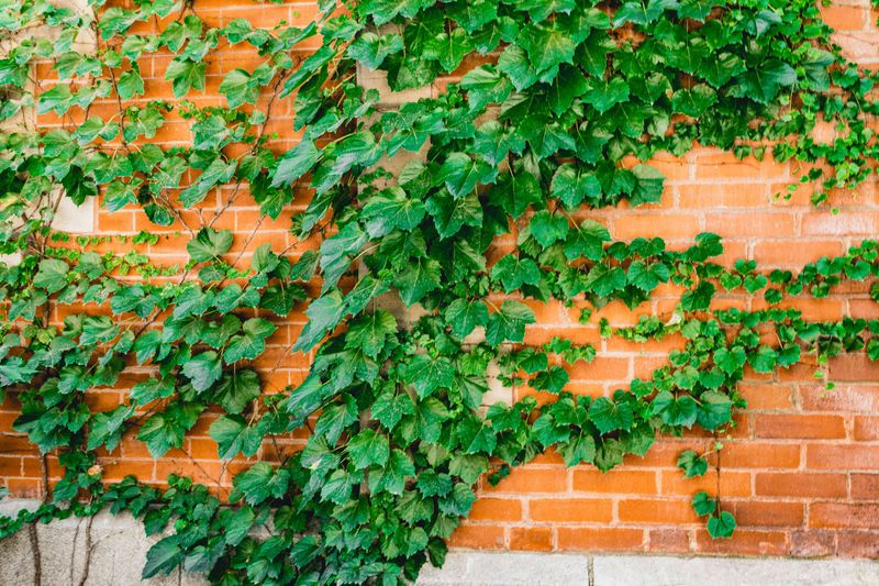 Skip: Boston Ivy