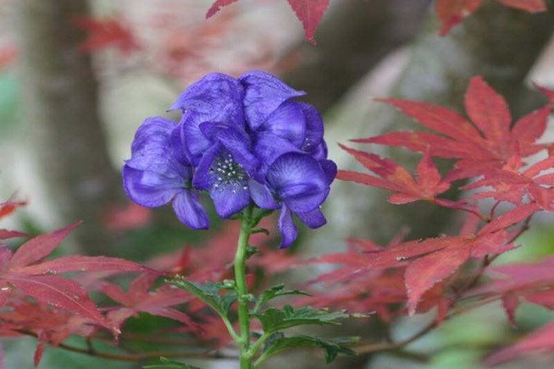 Skip: Monkshood