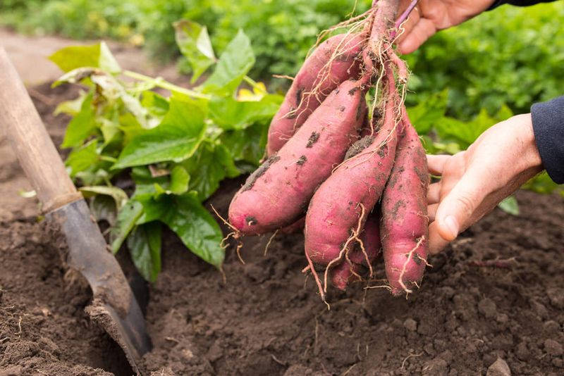 Plant: Sweet Potatoes