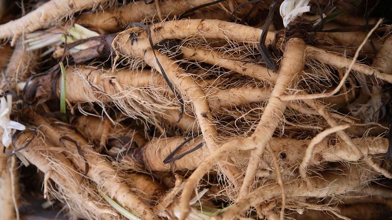 Skip: Salsify