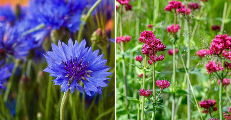 Skip These 11 Blue Flowers — Plant These 16 Self-Spreading Perennials