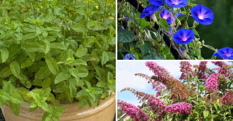 Skip These 11 Common Garden Plants — These 17 Stop Weeds AND Feed Pollinators