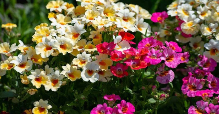 Skip These 11 Common Shade Plants — Try These 19 Stunning Pot Flowers Instead
