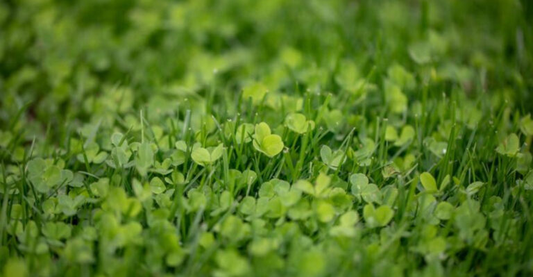 Skip These 11 Grass Mistakes — Try These 17 Fast-Growth Methods Instead