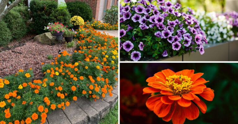 Skip These 11 Seasonal Plants — These 17 Perennials Bloom Spring Through Winter
