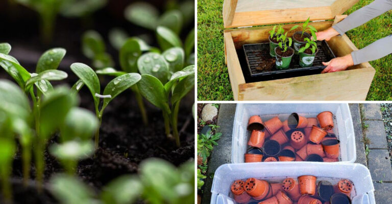 Skip These 11 Seed Starting Blunders — And 13 Pro Tricks That Actually Work