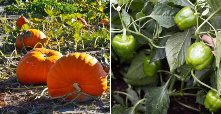 Skip These 13 Vegetables in Raised Beds — Plant These 19 Winners Instead