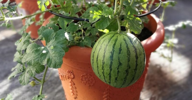 Watermelon