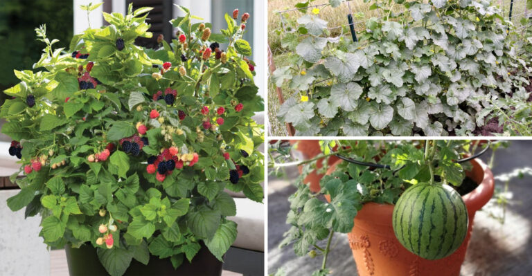 Skip These 3 Space Hogging Fruits – Grow These 19 Compact Powerhouses Instead