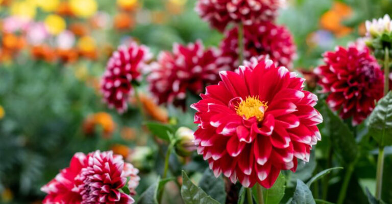 Skip These 5 Dahlia Pinching Mistakes — Try These 11 Pro Methods Instead