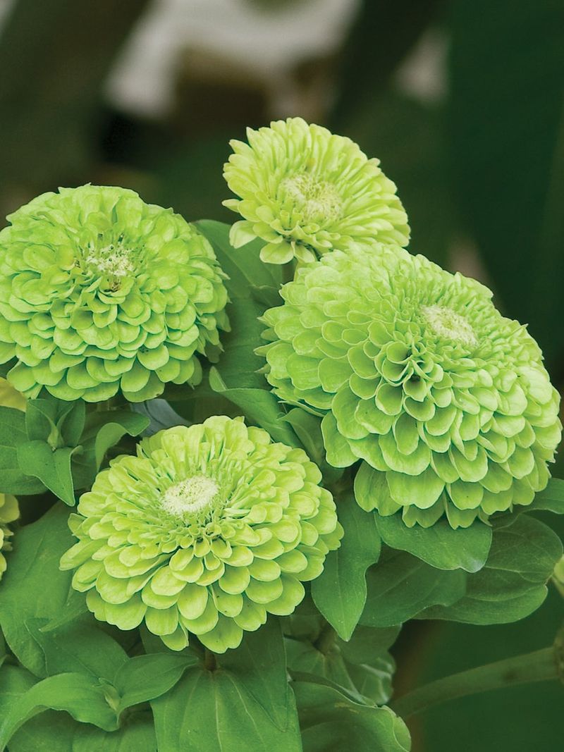 Green Zinnias