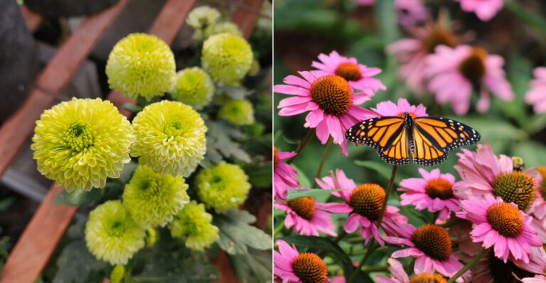 Skip These 5 Green Flowers – Plant These 13 Showstoppers Instead